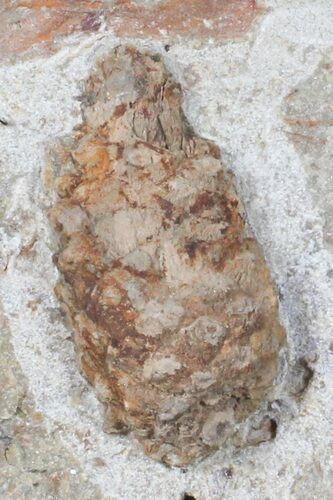 D, Oligocene Aged Fossil Pine Cone - Germany #50769